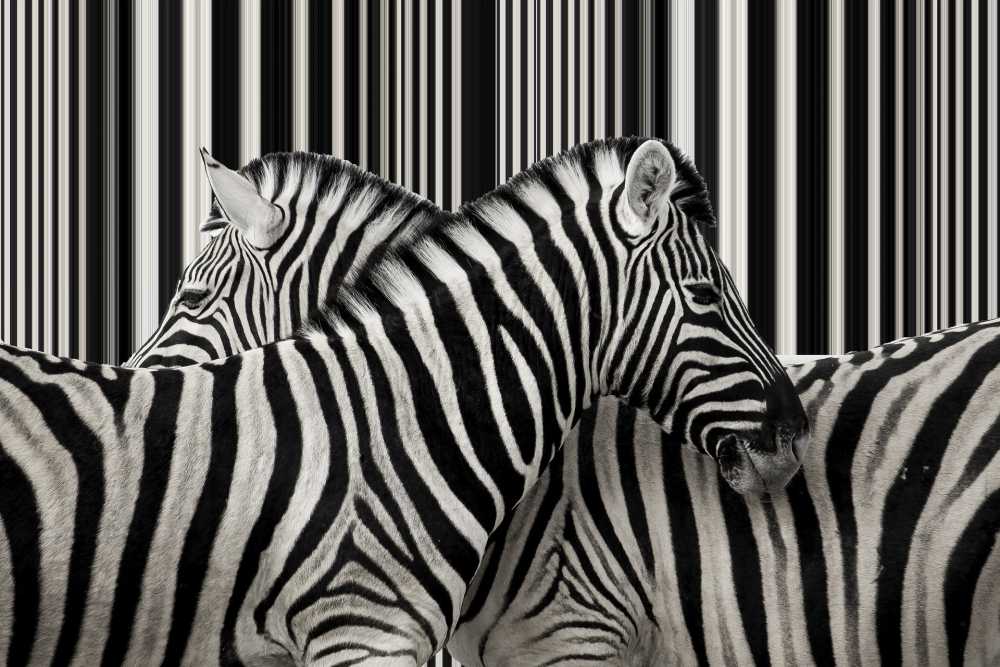 斑马黑白动物纹理