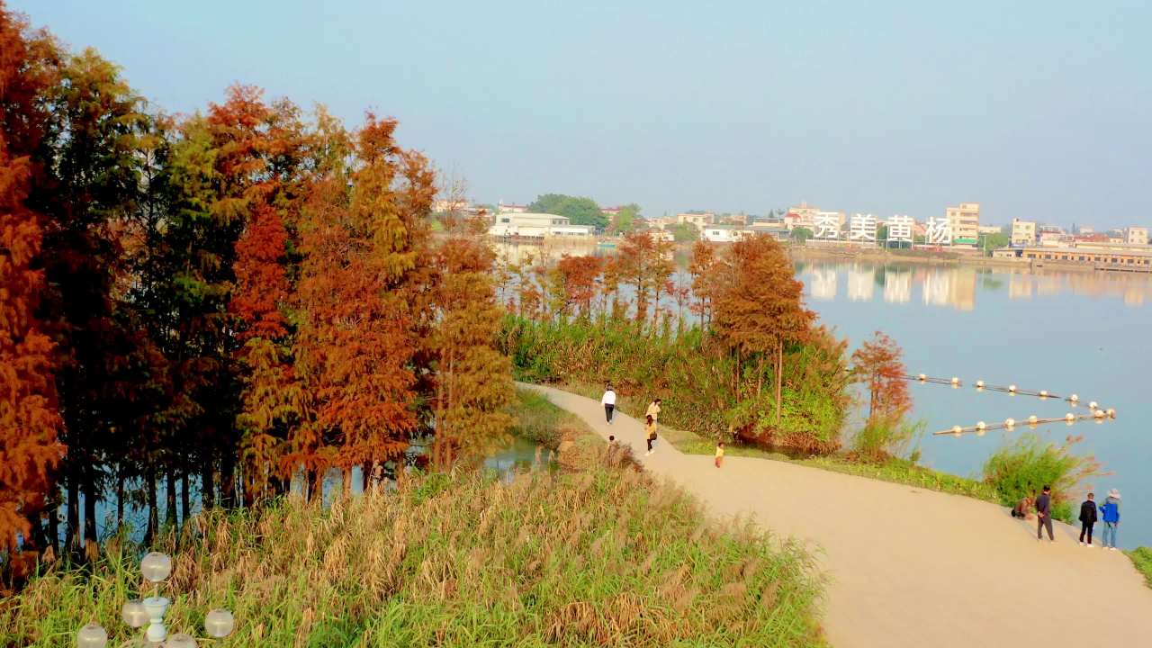 冬季广东的红色水杉 五