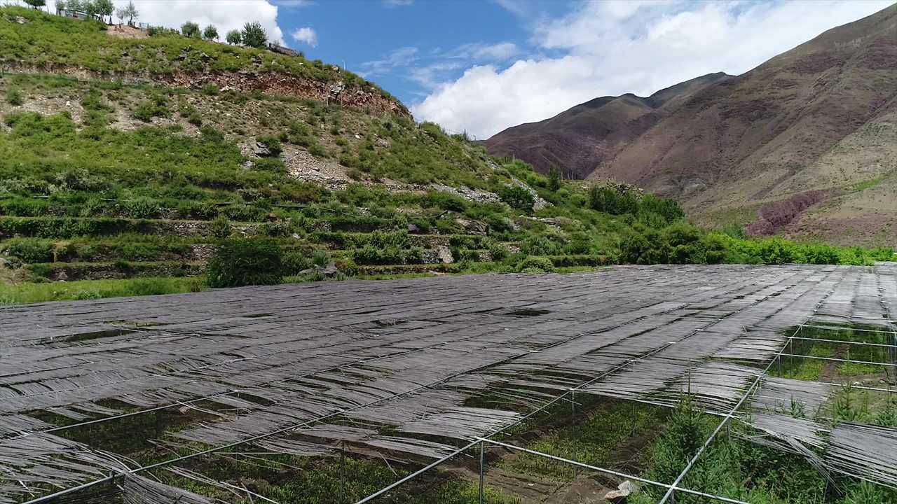 苗圃基地