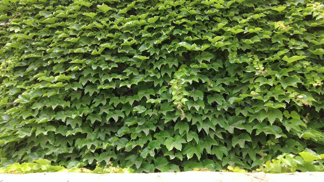 绿色植物爬山虎实拍