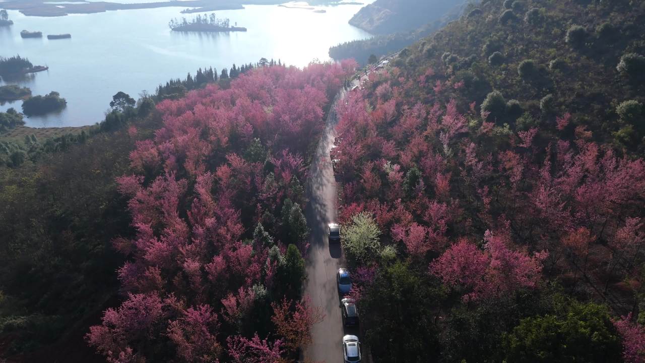樱花大道