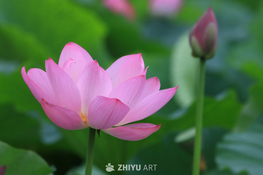 荷花 73