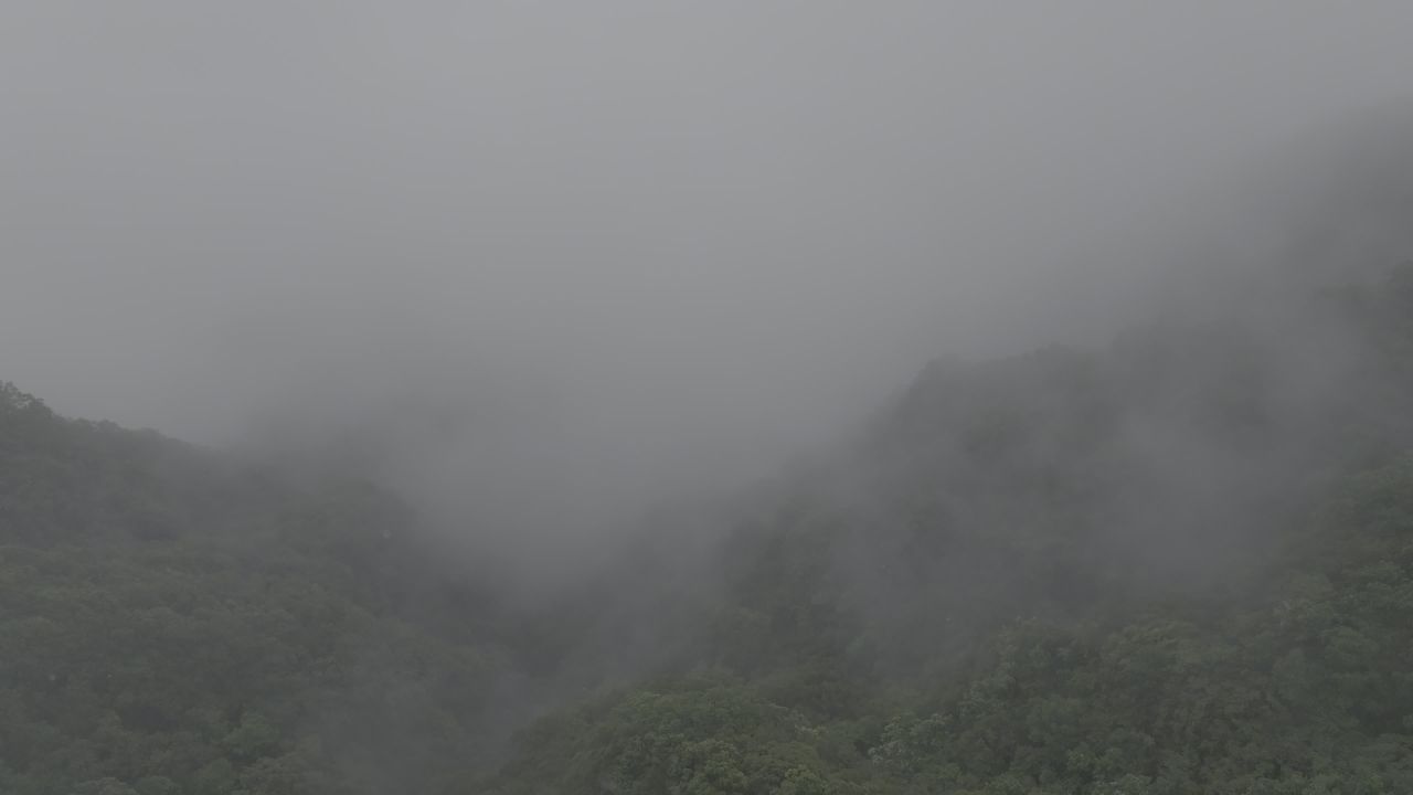 雾中森林
