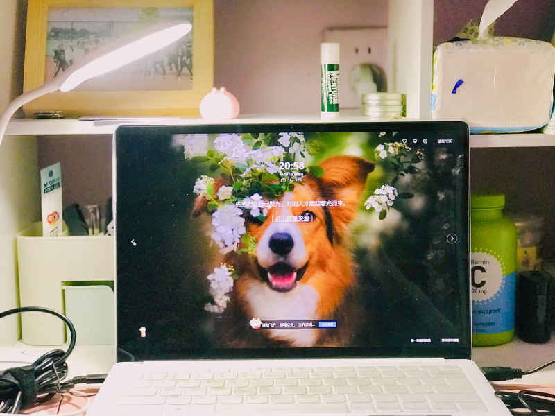 漂亮小狗