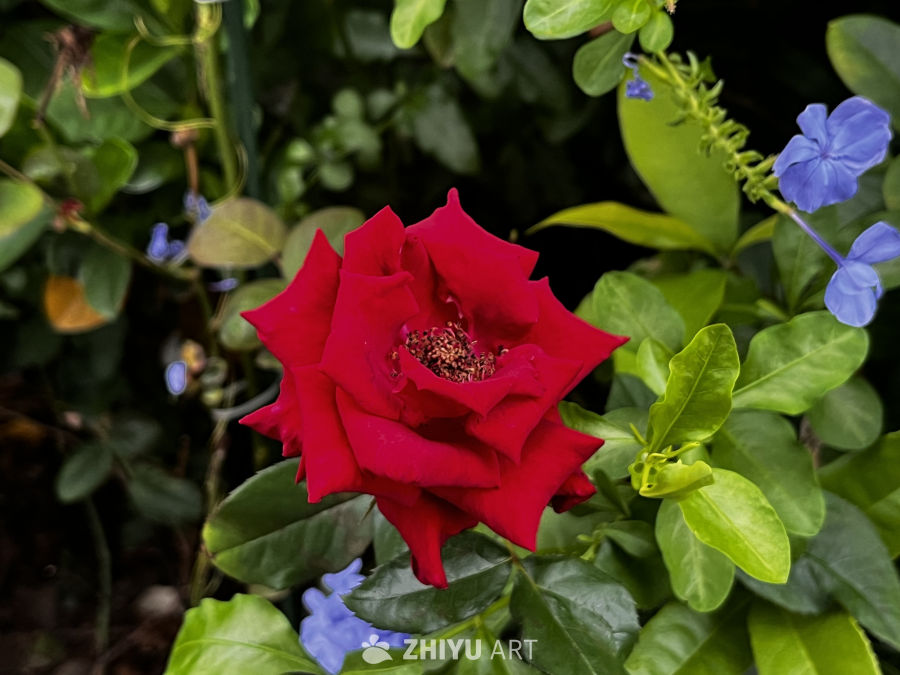 红玫瑰与蓝花的和谐之美