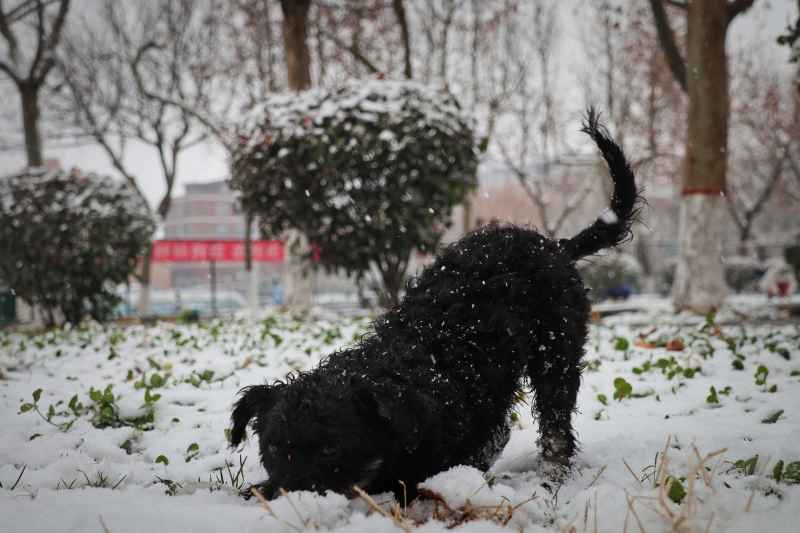 瑞雪