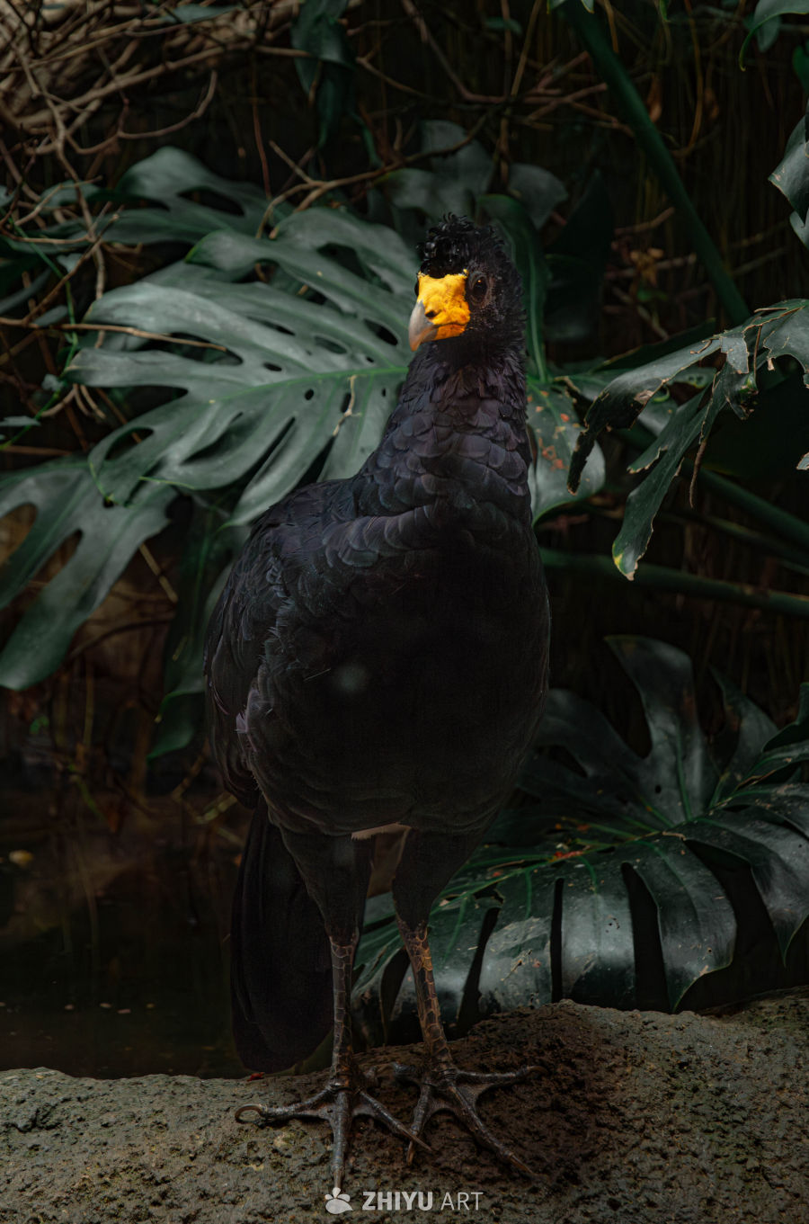 黑鸟栖息于热带丛林