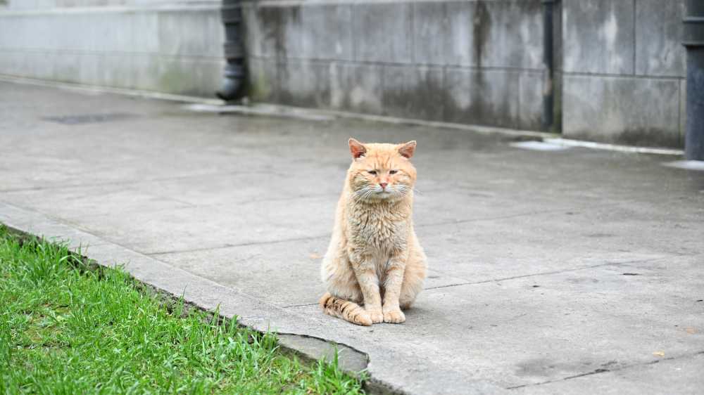 猫
