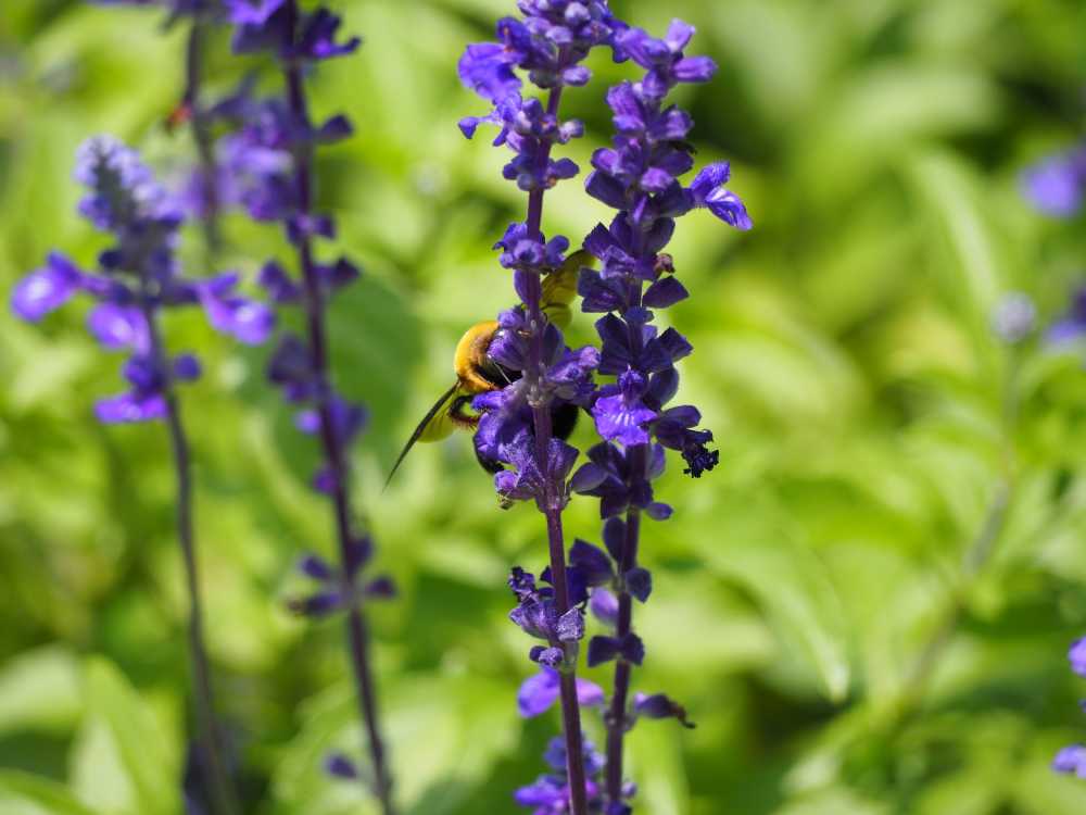 蜜蜂