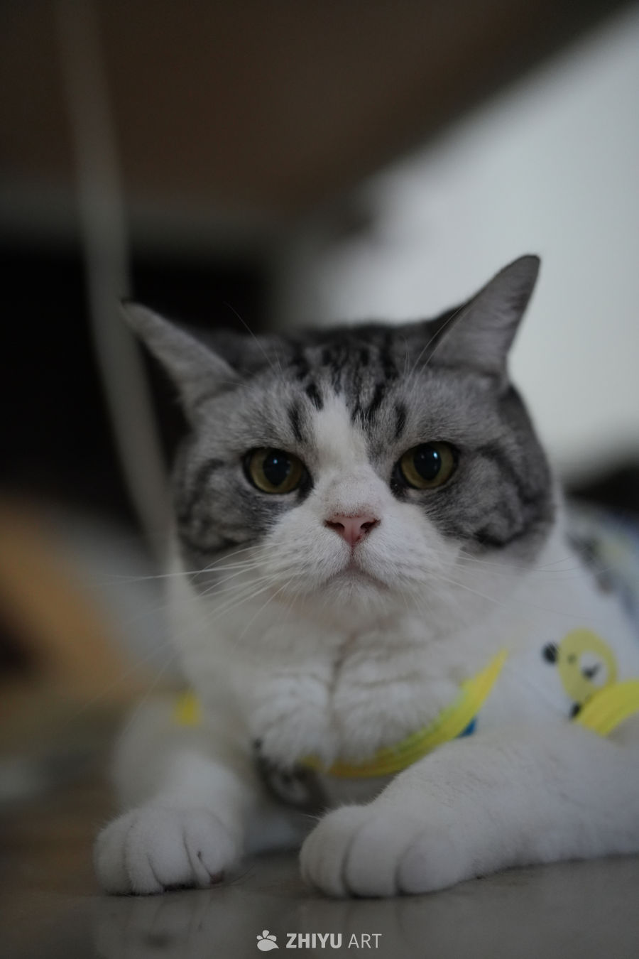 猫咪 2