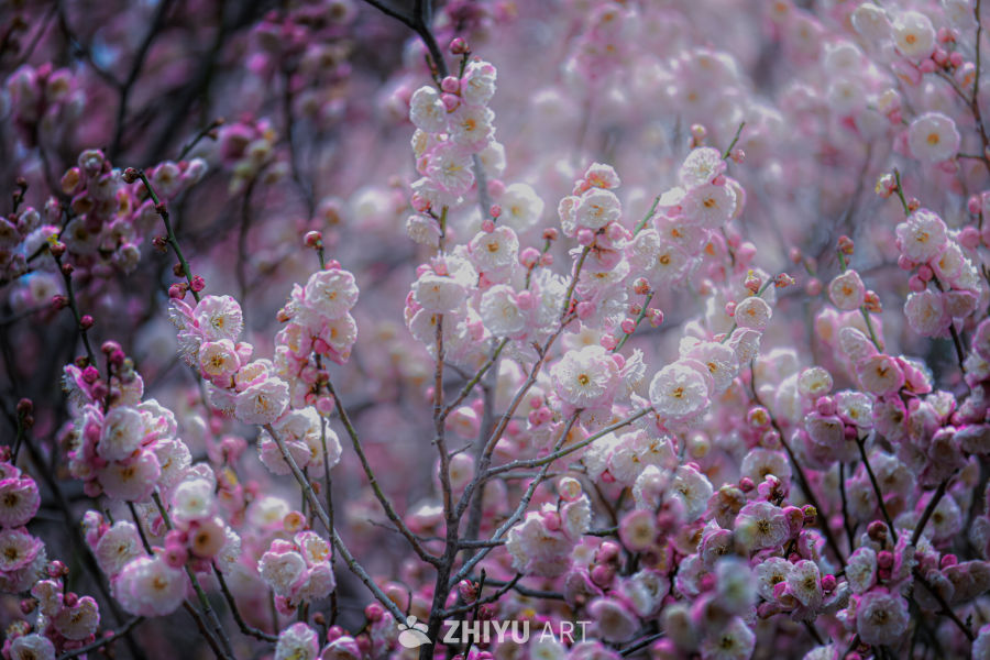 梅花烂漫