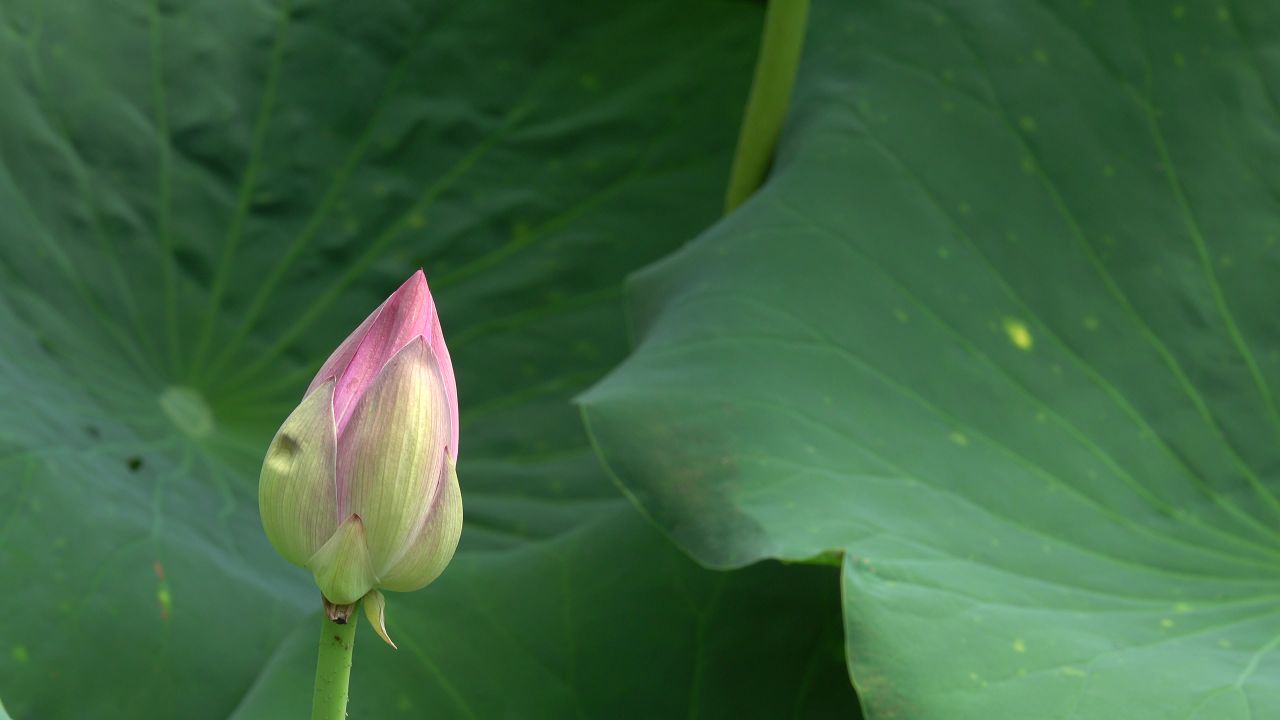 荷花苞