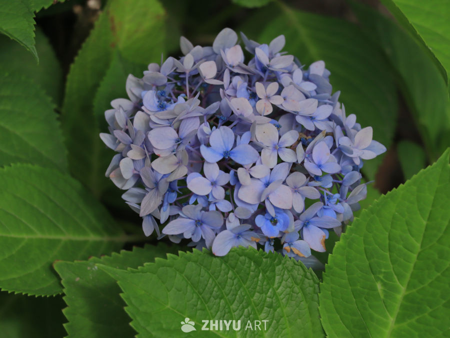 蓝紫色绣球花与绿叶