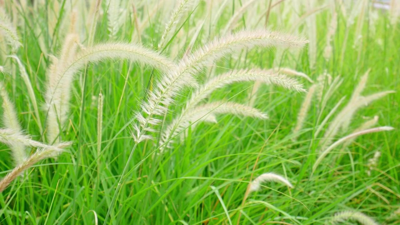 清风狼尾草