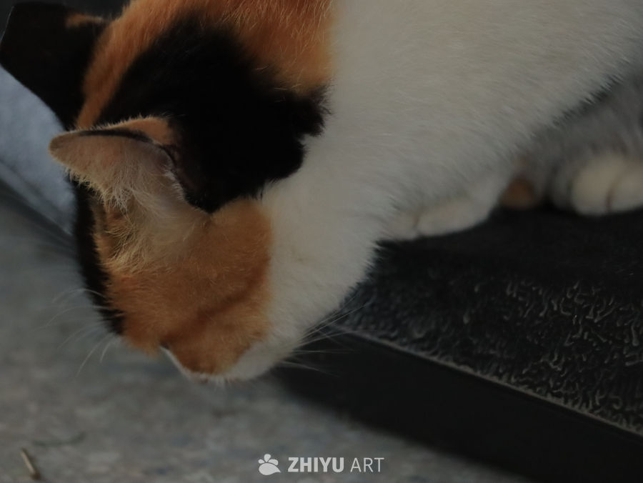 三色猫的午后小憩