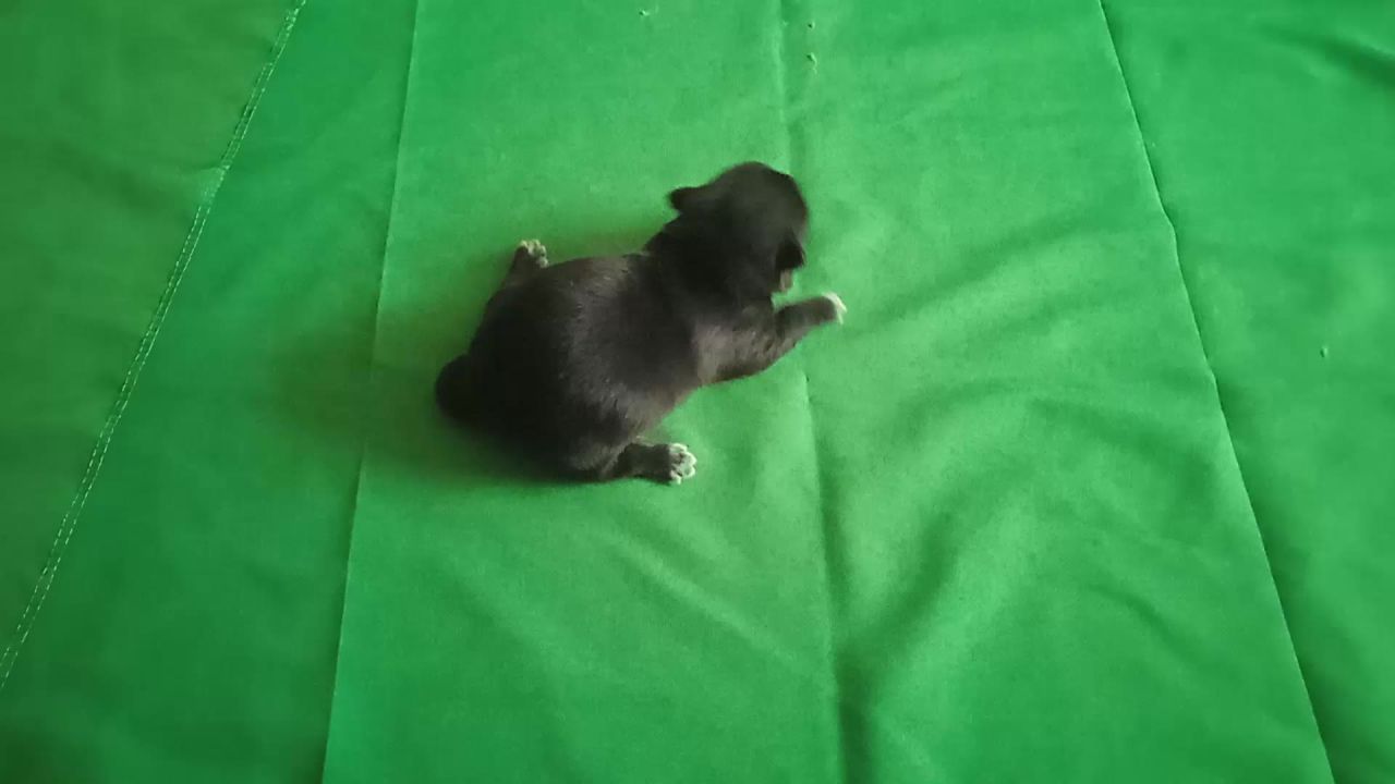 未满月小黑狗绿屏抠像，没睁眼狗狗绿布背景