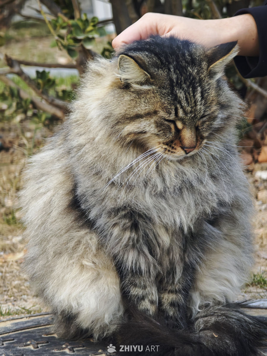 被轻抚的长毛猫