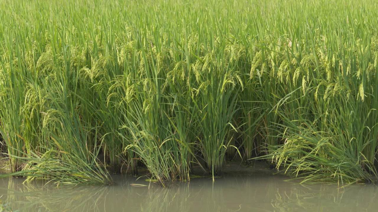 水稻粮食庄稼五常大米 3