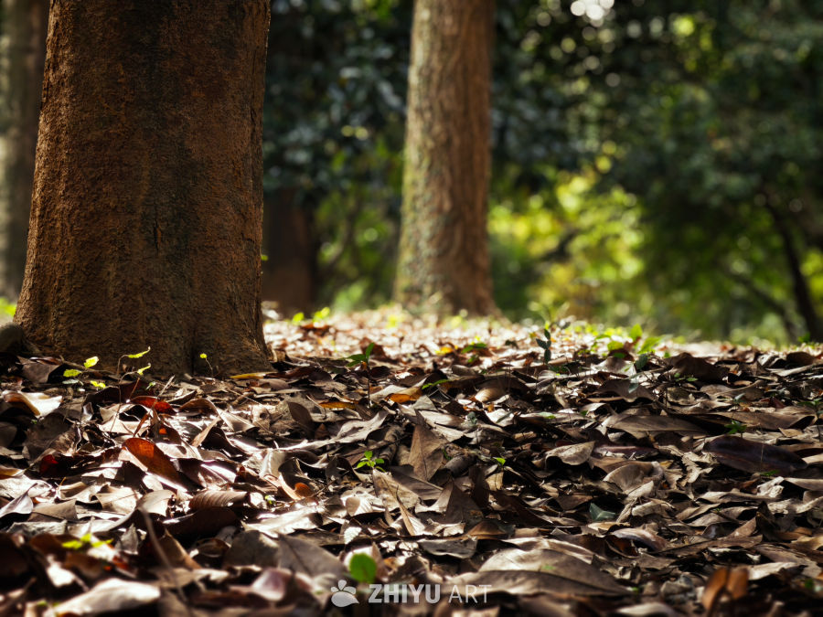 秋日森林的静谧时光