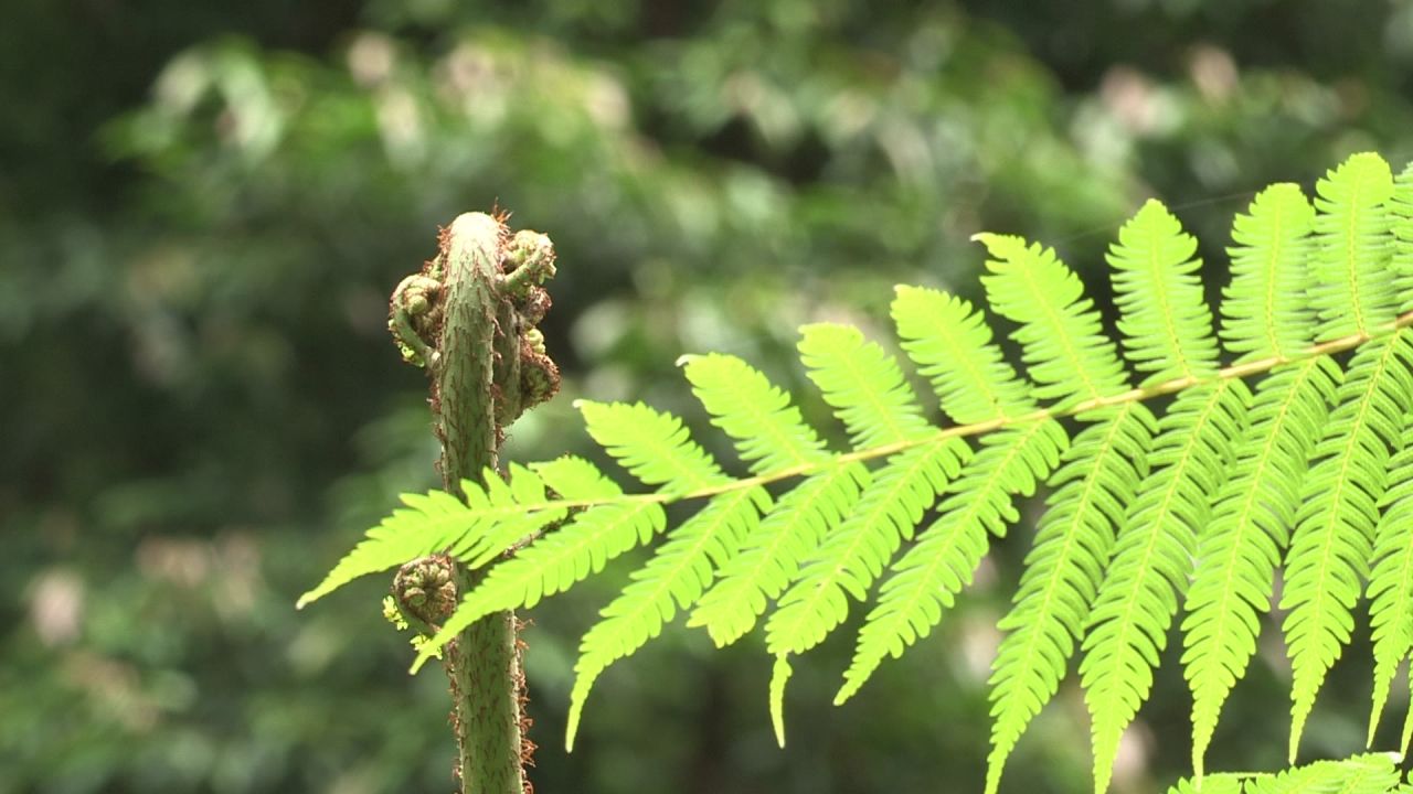 国家保护植物 桫椤树