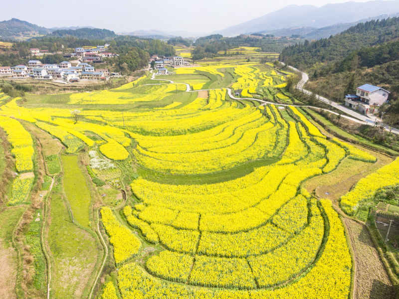 美丽乡村金黄油菜花盛开航拍摄影图 
