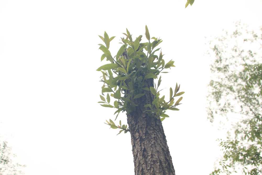 抽叶的老树干