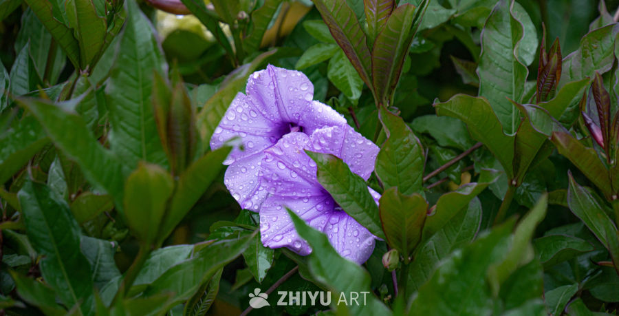 雨后紫花
