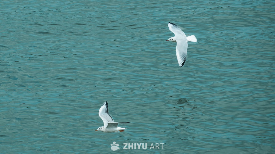 海鸥翱翔水面之上