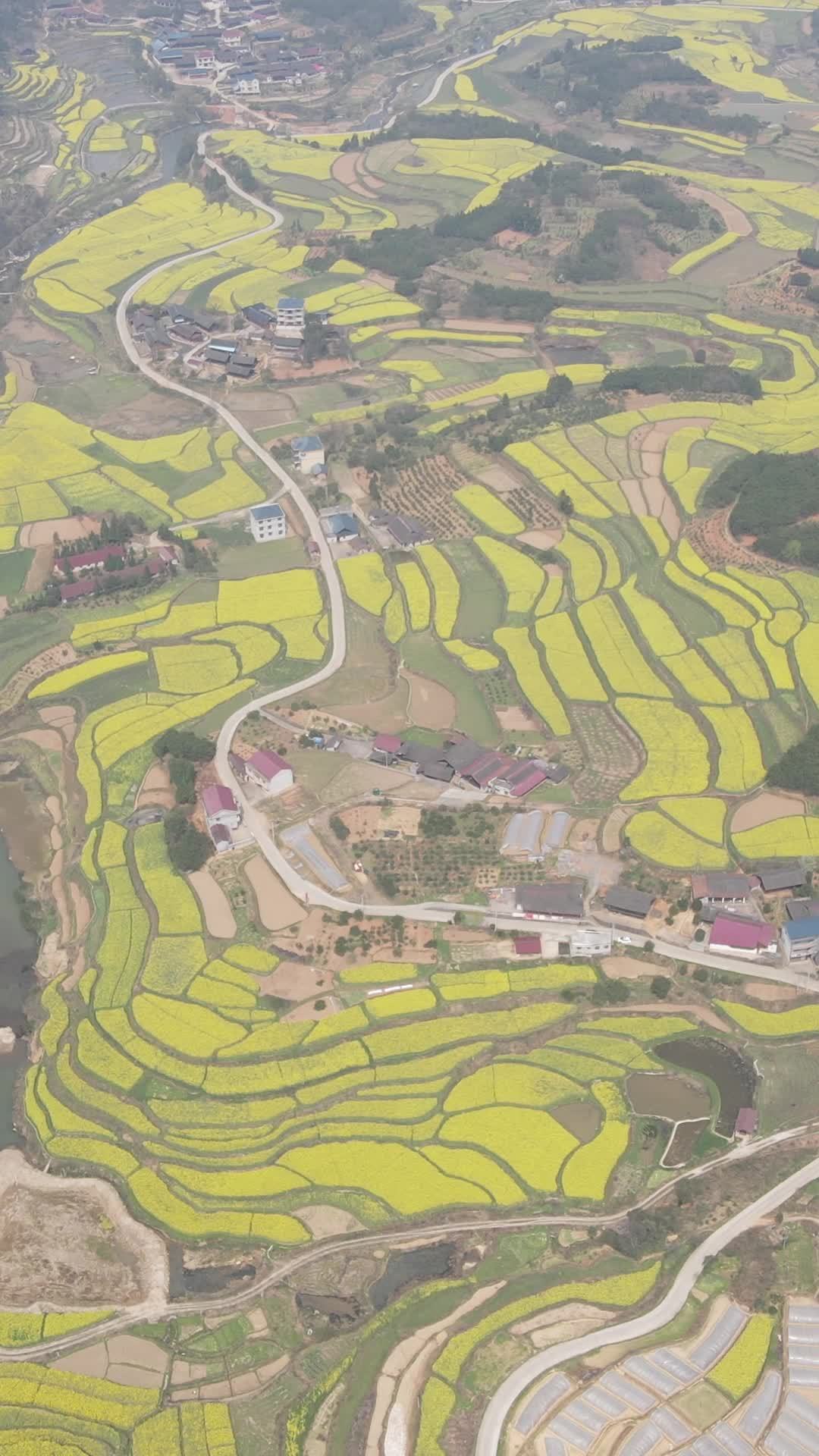金色梯田上的村庄
