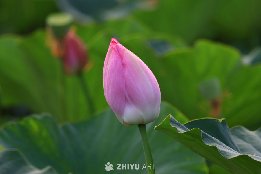 盛夏荷花 147