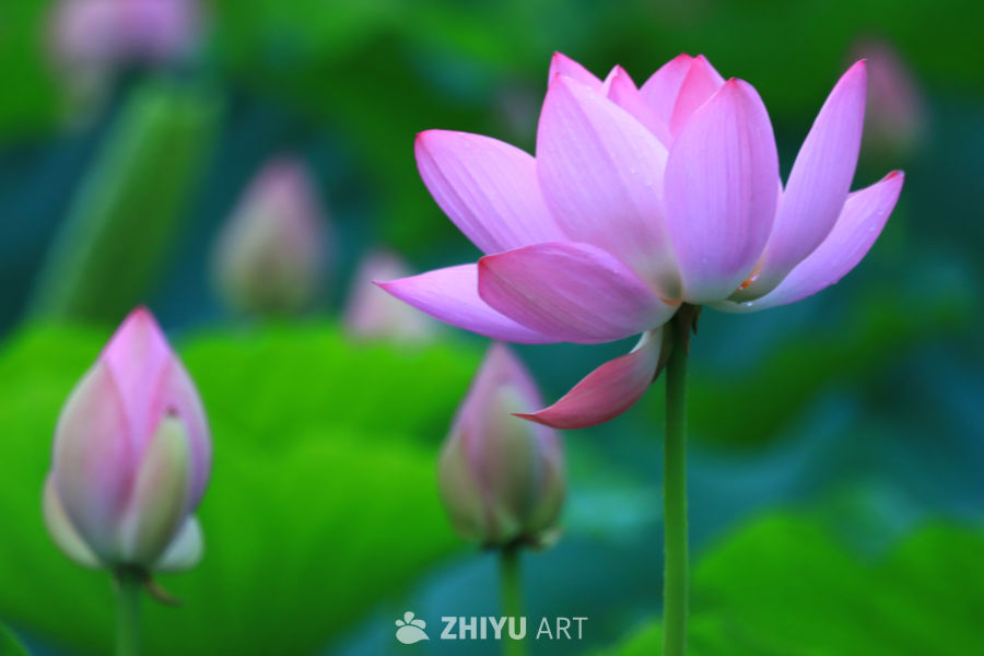 盛夏荷花 254