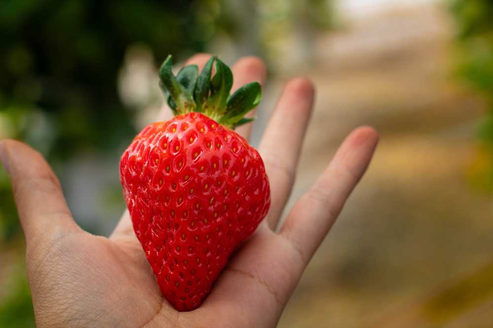 草莓水果健康甜点