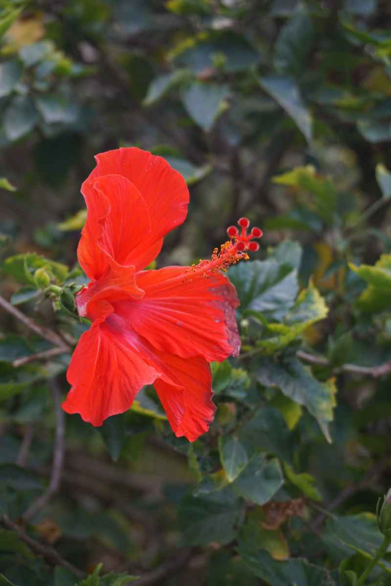 芙蓉花