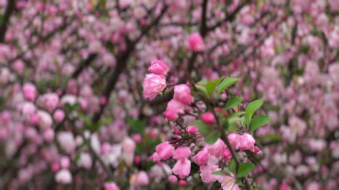 樱花盛开时