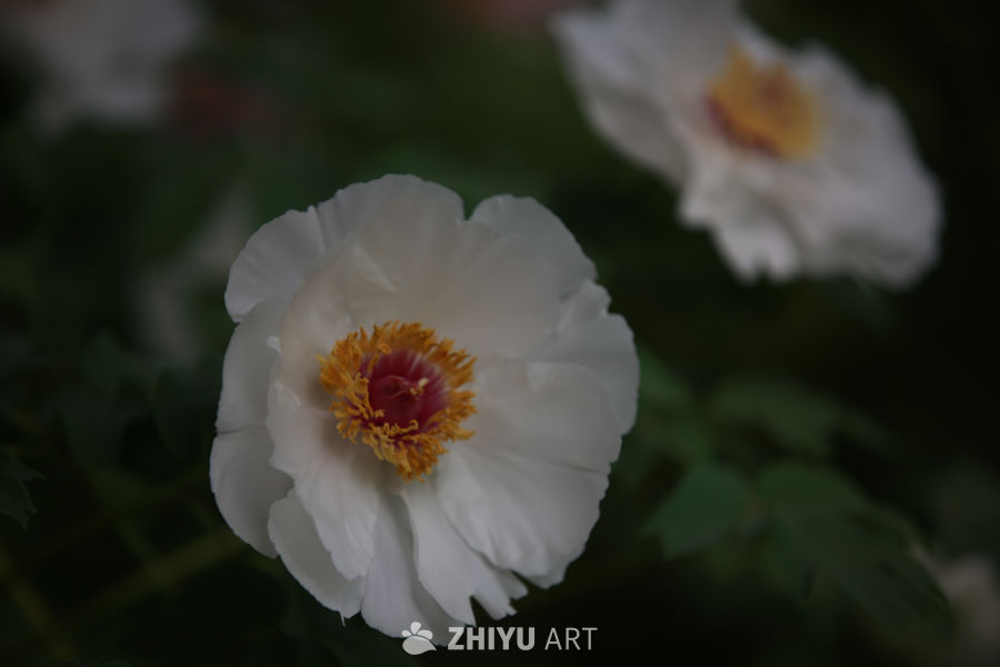 白花盛开的宁静