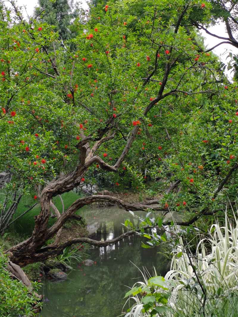 石榴树