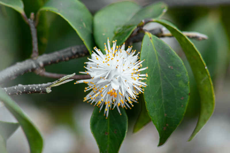 团状白色花特写