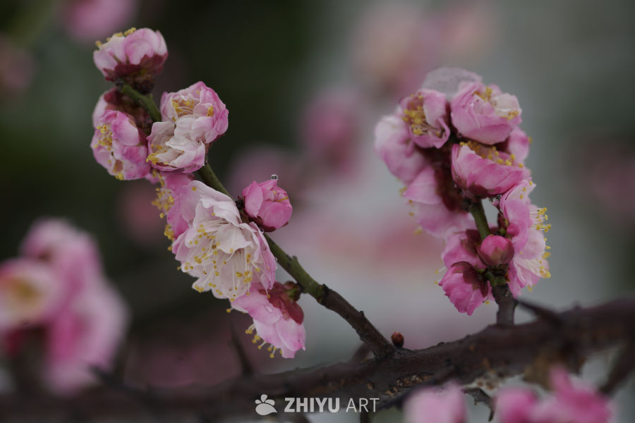 春日梅花绽放