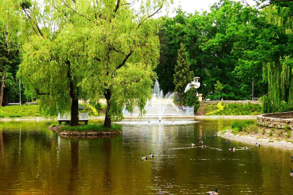城市公园池塘柳树