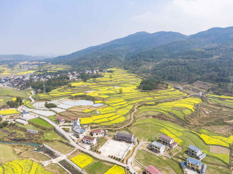 美丽乡村金黄油菜花盛开航拍摄影图 
