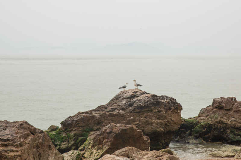 威海海驴岛海鸥 9