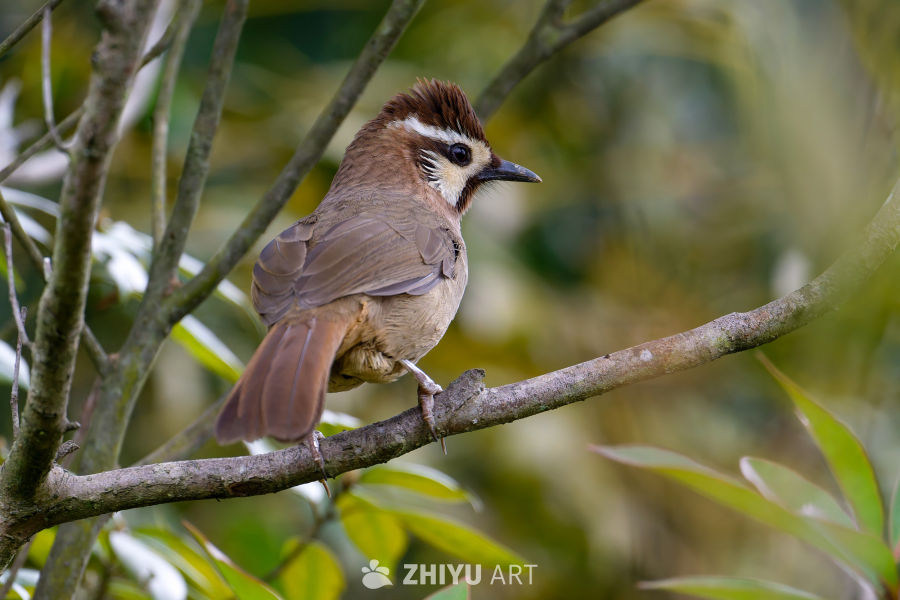 白颊噪鹛栖息枝头