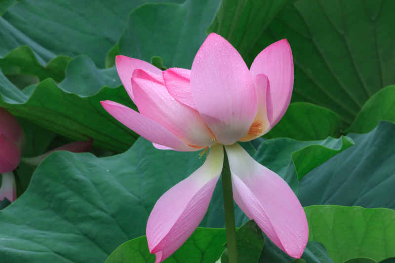 荷花 5