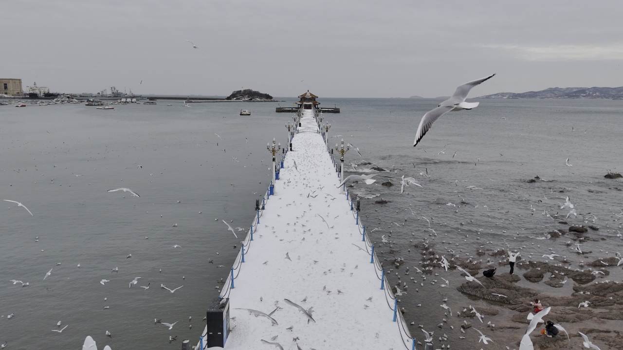 青岛市南老城区栈桥海边雪景航拍 6