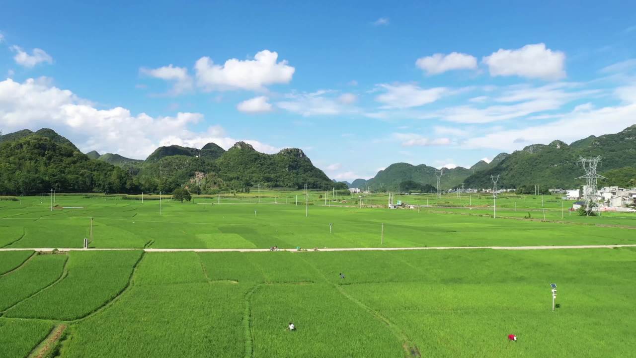 航拍夏日稻田乡村振兴 美丽乡村 蓝天白云