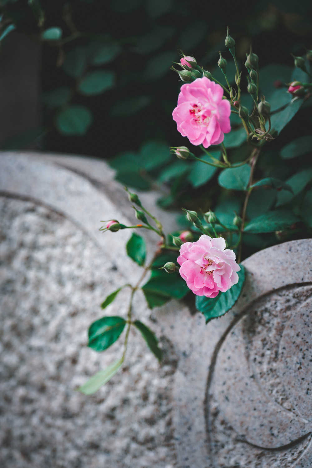 蔷薇花开