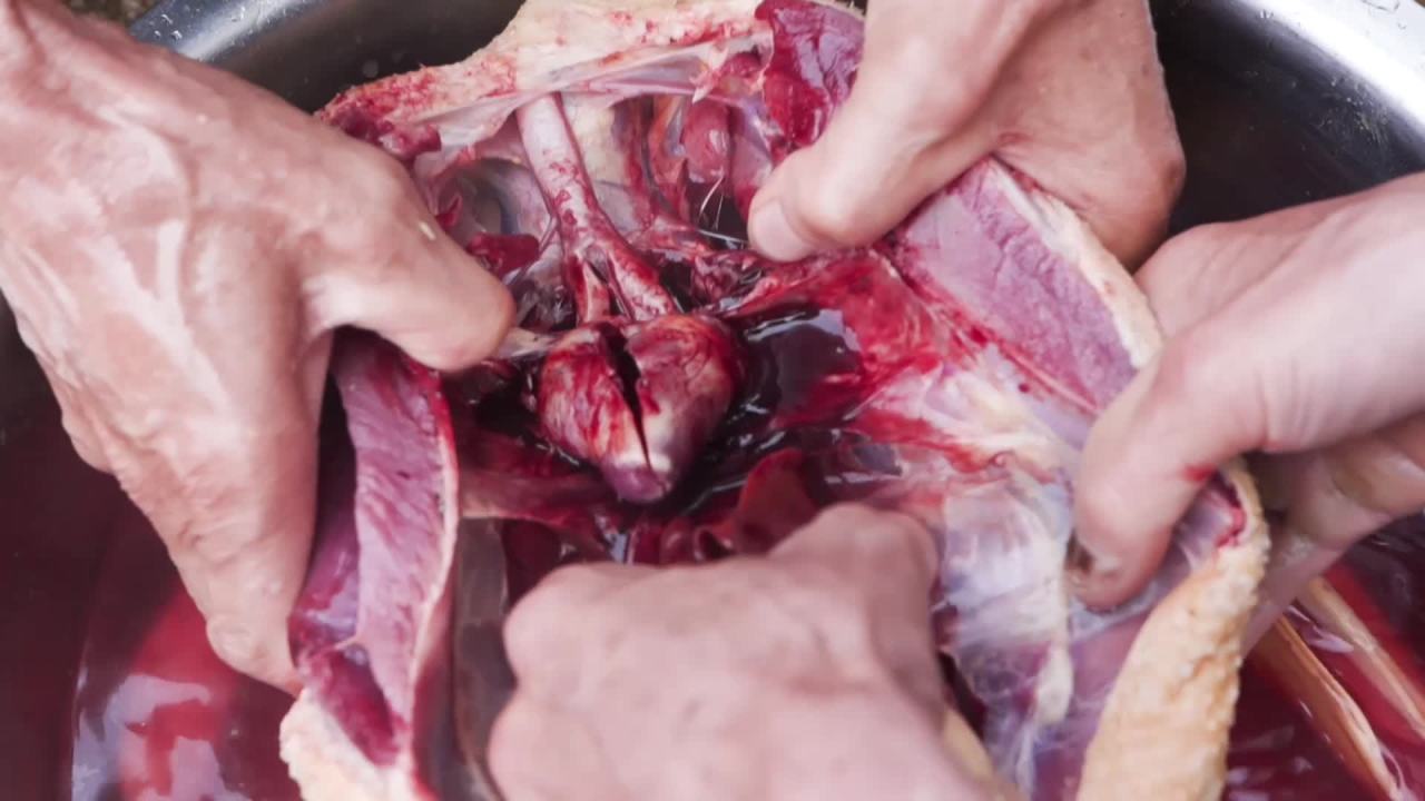 解剖肉块
