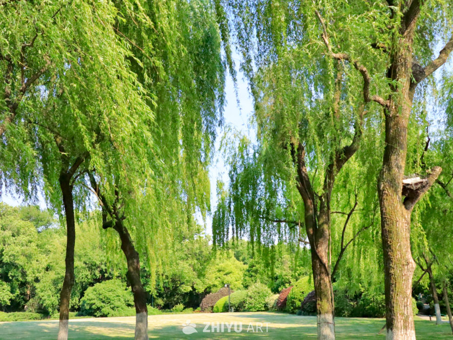 柳浪织烟·水墨栖居——西湖畔的初夏诗境
