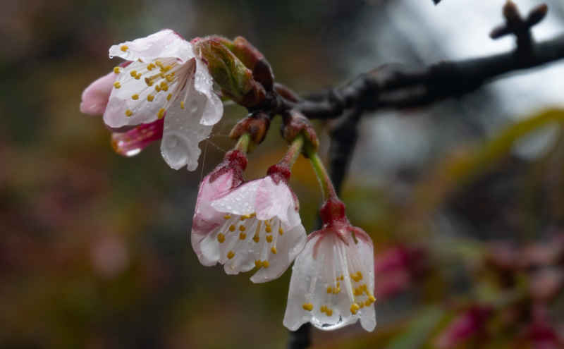 雨中花