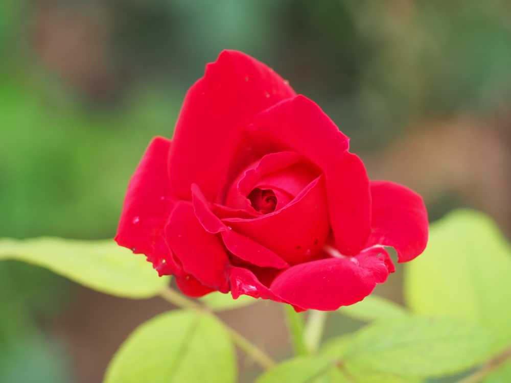 月季花